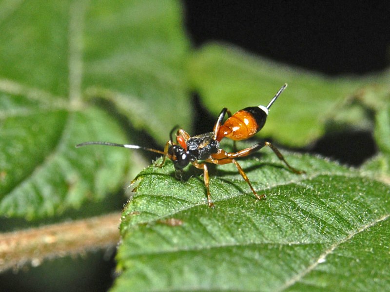 Agrothereutes abbreviatus, Ichneumonidae, femmina